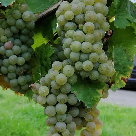 Weingut Licht-stadtfeld * Brauneberg