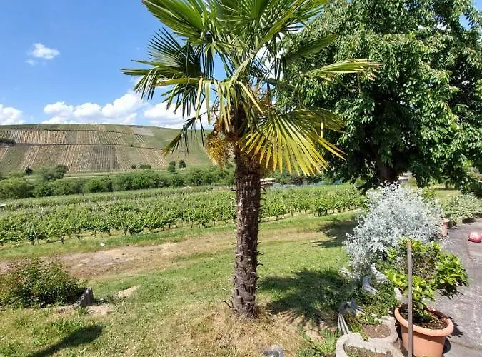 Weingut Licht-stadtfeld