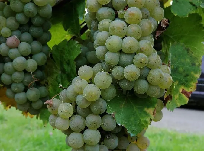 Weingut Licht-stadtfeld 3* Brauneberg