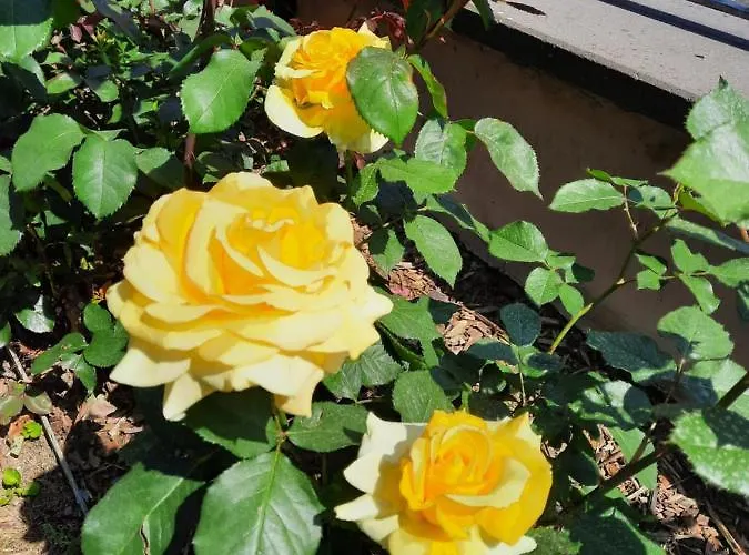 Weingut Licht-stadtfeld בראונברג